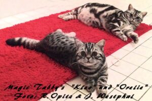 shorthair tabby cats 1 Magic Tabbys Kleo-Orelie